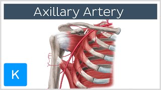 Axillary Artery  Location amp Branches  Human Anatomy  Kenhub [upl. by Hosea907]