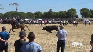 Encierro de El Casar con Cuatro Toros 07  09  2024 GuadaEncierros [upl. by Tris]