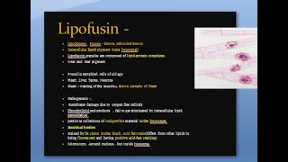 Pathology 039 c Lipofusin lipochrome wear and tear pigment brown atropy of heart intralysosomal [upl. by Aztiram]