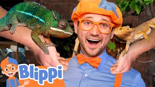 Blippi Meets Reptile Friends at the Aquarium  Educational Videos for Kids [upl. by Ayn]