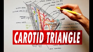 Carotid triangle  boundaries amp contents  Anatomy Tutorial [upl. by Berner]