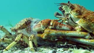 Insane Timelapse Footage of Molting Giant Spider Crab Blairgowrie Australia 2016 [upl. by Ettenan]