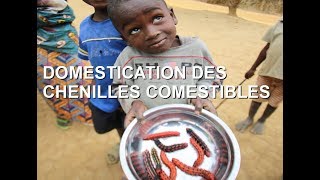 Domestication des chenilles comestibles dAfrique [upl. by Heinrike]