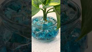 Money Plant Home Decor ideas 🪴 homedecor indoorplants happiness showpiece gardening diy [upl. by Lehrer421]