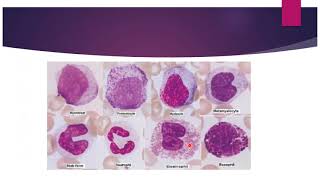 GRANULOPOIESISThe Formation of Granulocytes [upl. by Trocki]