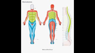 Dermatome Mapping [upl. by Gerald4]