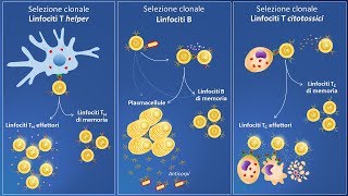 Selezione clonale e risposta immunitaria specifica [upl. by Kynthia384]