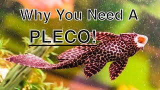 The Benefits Of Having A Pleco In Your Aquarium [upl. by Codding]