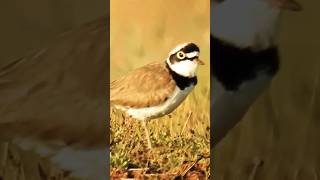 Bird Call  Littleringed Plover [upl. by Ardna437]