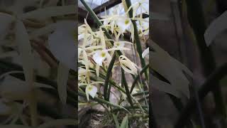 Brassavola Perrini orquideascollection orchid viralvideo flores coleção [upl. by Heurlin52]