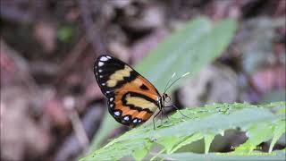 Placidina euryanassa Butterlies of Brazil by Antonio Silveira [upl. by Raimundo]