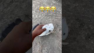 RIP 😭😭🕊️pigeon lover subscribe viralreels sad kabutarbreedingtipsandtricks [upl. by Amrita]