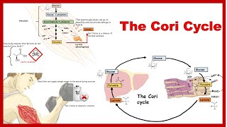 cori cycle and its physiological significance [upl. by Acirederf]