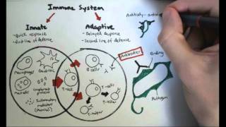 Immunology Overview [upl. by Amocat991]