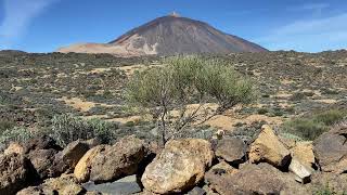 West Canaries Lizards Gallotia galloti galloti foraging at the Teide [upl. by Tamarah]