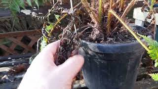 cyathea cooperi update [upl. by Eseyt224]