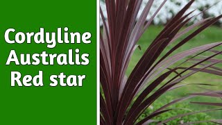 How to plant cordyline in pots  Planting marigolds and cordyline  Indoor Garden [upl. by Nahtannoj]