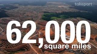 The Problem With Palm Oil  Fight for the Forests  TakePart [upl. by Seaver]