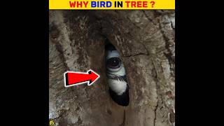 Hornbill Bird Nest  Hornbill Bird Making Nest shorts birds trendingshorts youtubeshorts [upl. by Ajdan]