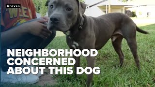 Groves families are concerned about a neighborhood dog [upl. by Ursa707]