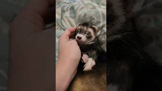 Ferret Wakeup amp Face Wash [upl. by Nauwaj]