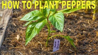 How To Plant Peppers  Complete Guide to Transplanting and Fertilizing [upl. by Rew]