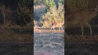 Nice buck in Fredericksburg [upl. by Nasar]