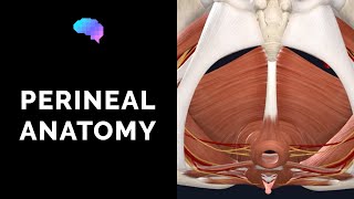 Anatomy of the Perineum 3D tutorial  UKMLA  CPSA [upl. by Virgin]