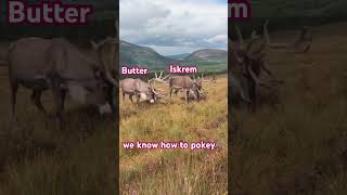 Cairngorm Reindeer Herd Pokey Pros taking a wee break after an afternoon of pokeying They’re great [upl. by Elwina]