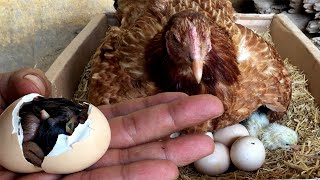 How Chicken hatch eggs and how newly hatched chicks look [upl. by Gnouhp649]