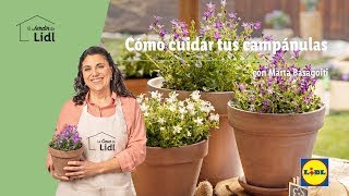 Cómo cuidar tus campánulas 🌸  El Jardín de Lidl  Lidl España [upl. by Leksehc41]