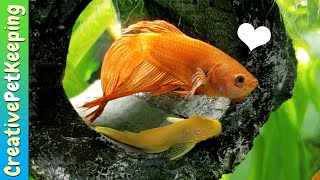 My Betta Fish Died 😢 Goodbye Sunny [upl. by Lady]