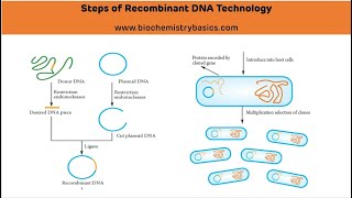 Steps of Recombinant DNA Technology  Genetic Engineering [upl. by Sallee857]