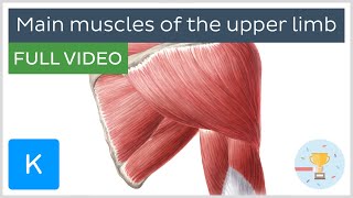 FULL VIDEO Main muscles of the upper limb  Human Anatomy  Kenhub [upl. by Eibocaj]