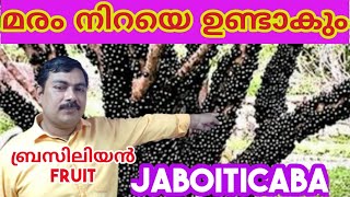 മരം നിറയെ ഉണ്ടാകും ബ്രസിലിയൻ Fruitചട്ടിയിലും വളർത്താംBlack GrapeGrapeJaboticaba Fruit Malayalam [upl. by Aniretak62]