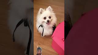 R•I•P😭 smartnico dog nico pets funny nicothePomeranian [upl. by Gonyea]