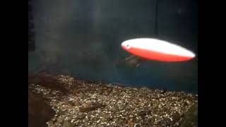 Tinbergens Experiment Three Spined Stickleback YouTube [upl. by Enyrat923]