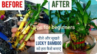 Saving Lucky Bamboo  Lucky Bamboo Plant Care  How to save Or Revive a Dying Lucky Bamboo Plant [upl. by Corbet445]