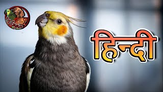 Everything about Cockatiels in Hindi  Small Parrots [upl. by Hort805]