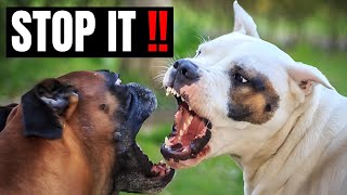 How To Stop A Staffy Attacking Other Dogs [upl. by Ahon]