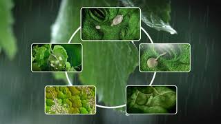 See how Grape Downy Mildew develops [upl. by Wilmar]