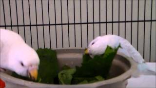 budgies fun with spinach [upl. by Enahpets]