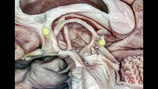 Fiber Pathways of the Cerebrum [upl. by Heuser441]