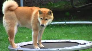 Oscar on trampoline [upl. by Appilihp]