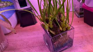 CareCollab  Maxillaria tenuifolia  Water Culture [upl. by Adella]