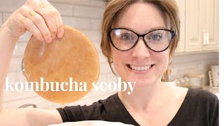 HOW TO MAKE A SCOBY FROM SCRATCH  how to grow a KOMBUCHA SCOBY  grow your own scoby at home [upl. by Candyce]