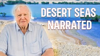 Desert Seas Narrated by David Attenborough  National Geographic Documentary [upl. by Aiyot]