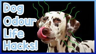 How to Get Rid of Dog Smell From Your Home Dog Odour Life Hacks [upl. by Harmonie642]