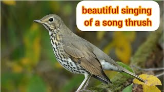 beautiful singing of a song thrush [upl. by Aciria]