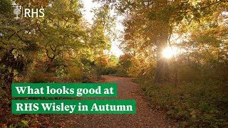 What looks good at RHS Garden Wisley in Autumn  The RHS [upl. by Walke]